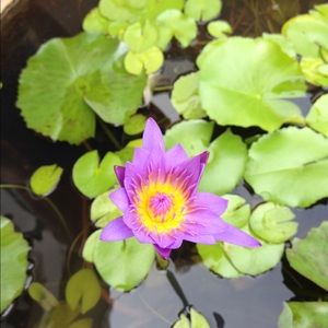 Meet your Posher, Judith